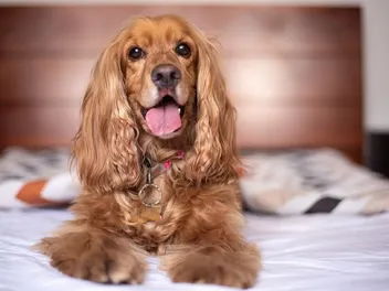 Can a Cocker Spaniel Be Left Alone at Home? Our Vet Answers