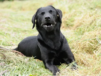 Reverse Sneezing in Dogs: Signs, Causes & Care (Vet Answer)