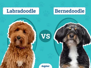 Labradoodle vs. Bernedoodle: The Key Differences (With Info & Pictures)