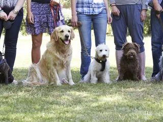 What Dog Breed Is Right for Me? 15 Vet-Reviewed Factors to Consider
