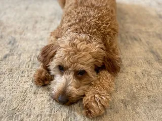 What Causes Weight Loss & Diarrhea in Senior Dogs? Vet Explained Health Facts