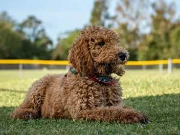 18 Goldendoodle Colors & Patterns (With Pictures)