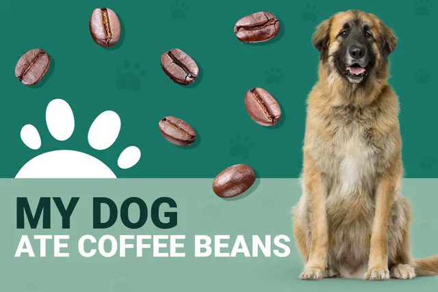 My Dog Ate Coffee Beans: Should I Be Worried? (Vet Answer)