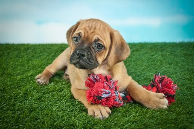 Beabull (Beagle & English Bulldog Mix): Info, Pictures & Care