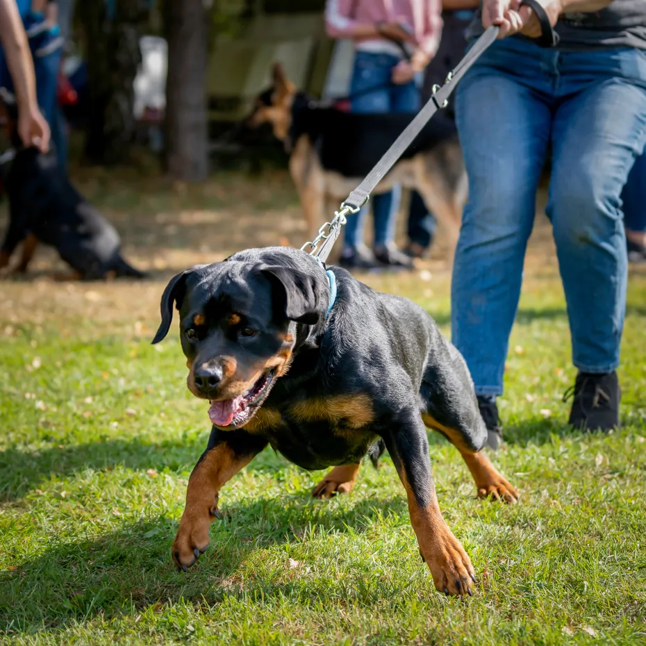rottweiler pulling hard on leash
