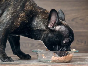 5 Ollie Dog Food Alternatives in 2026: Comparison & Reviews