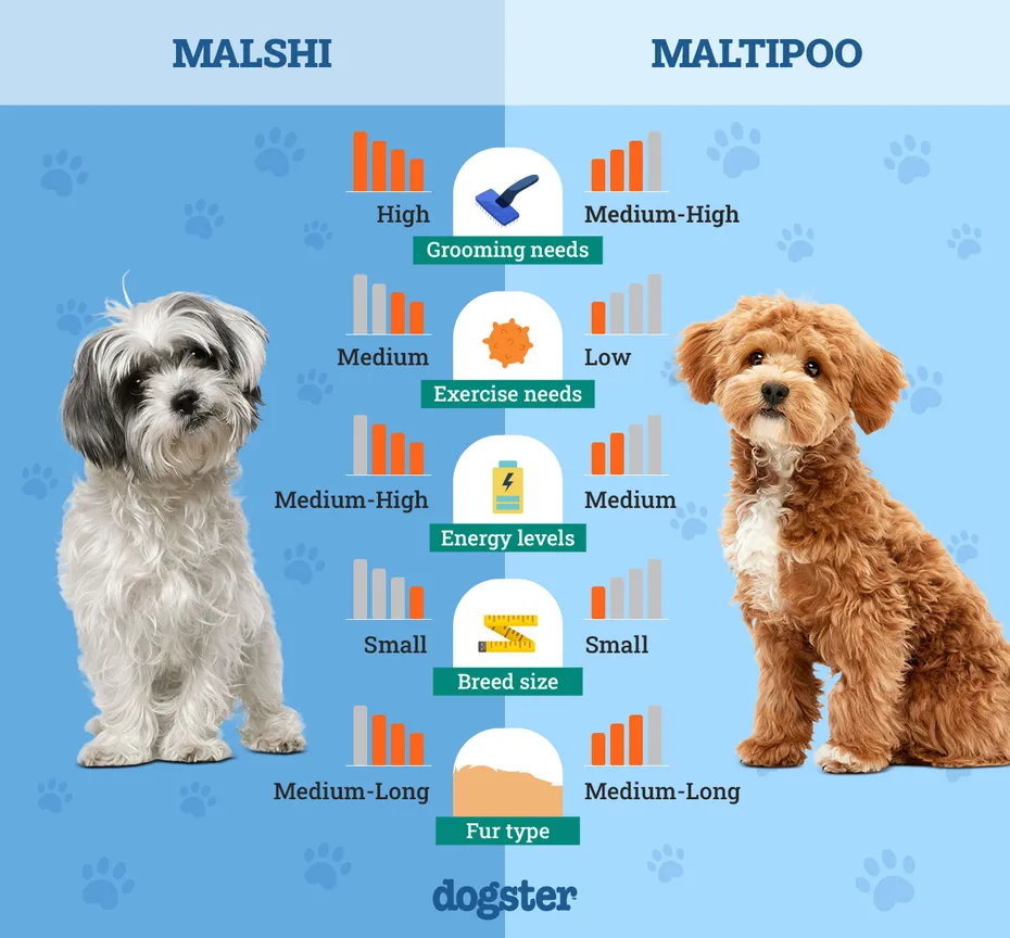 Dogster_Side by Side Comparison_Malshi vs Maltipoo