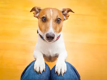 How To Teach a Dog To Beg: 7 Vet-Reviewed Tips & Tricks