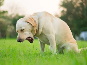 Why Is My Dog Coughing a Lot? 11 Vet-Verified Reasons
