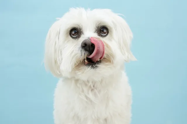 Why Is My Maltese Licking So Much? 14 Likely Reasons