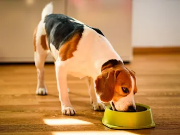 8 Best Natural Dog Foods in 2026 - Reviews & Top Picks