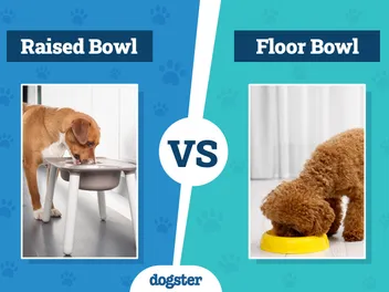 Raised vs Floor Dog Bowls: Key Differences (With Pictures)