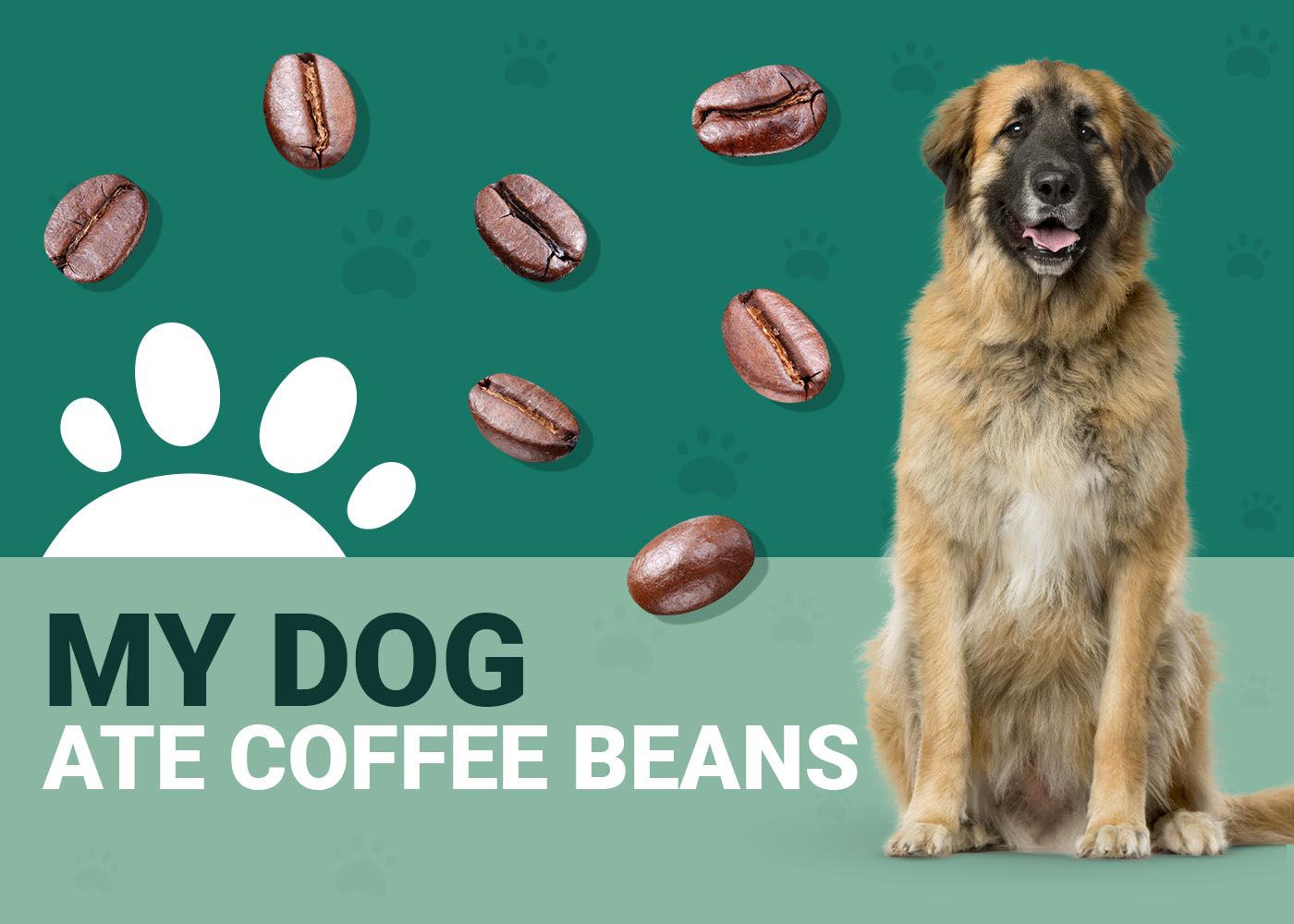 My Dog Ate Coffee Beans: Should I Be Worried? (Vet Answer)