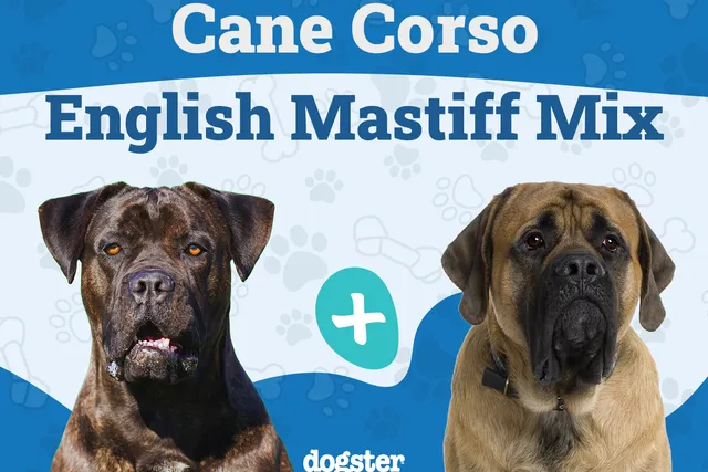 Cane Corso English Mastiff Mix: Info, Pictures, Care & More
