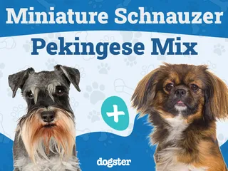 Schnekingese Mixed Dog Breed: Info, Pictures, Care & More