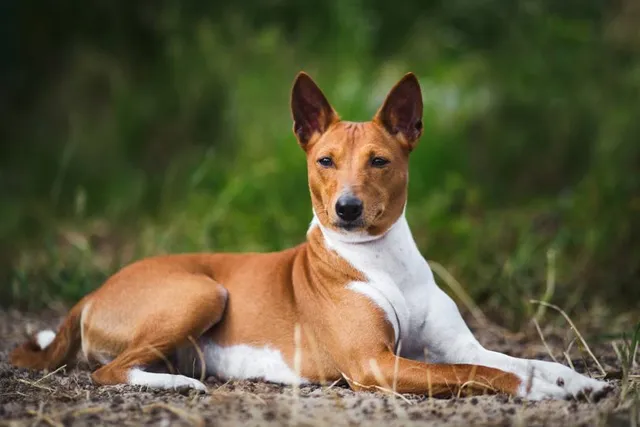 6 Egyptian Dog Breeds (With Info & Pictures)
