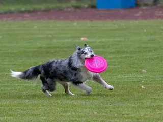 8 Best Dog Frisbees in 2026: Reviews & Top Picks