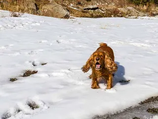 How Aggressive Are Cocker Spaniels? Vet-Reviewed Temperament & FAQ