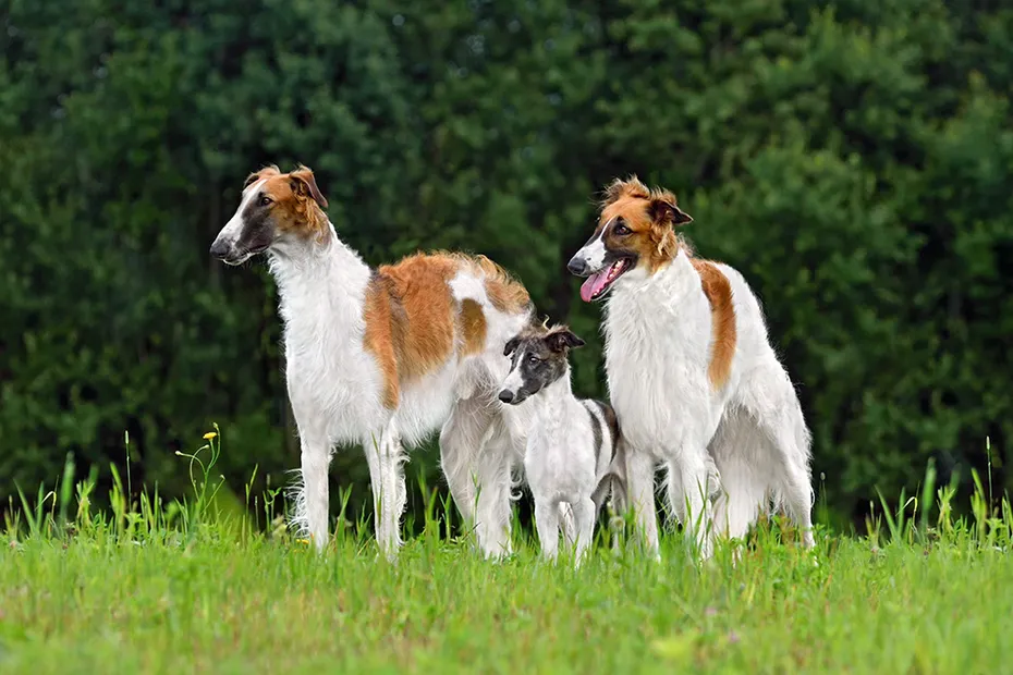 three borzoi dogs outdoor