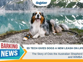 3D Tech Gives Dogs a New Leash on Life – The Story of Oslo & WIMBA