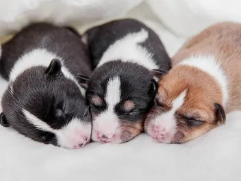 When Do Puppies Start Hearing? What to Expect