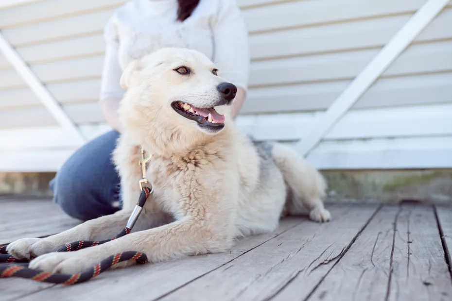dog looking to the side with owner at the background