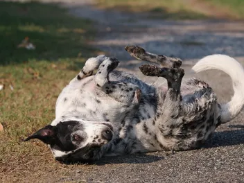 Why Do Dogs Roll in Poop? 5 Vet-Reviewed Reasons