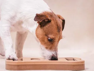 10 Best Dog Toys for Boredom in 2026: Reviews & Top Picks