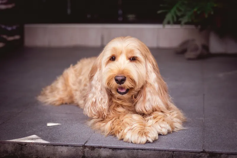 Cockapoo