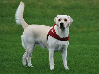 What Were Labs Bred For? History of the Labrador