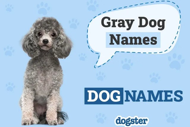 180+ Gray Dog Names: The List of Unique, Colorful, & Popular Ideas