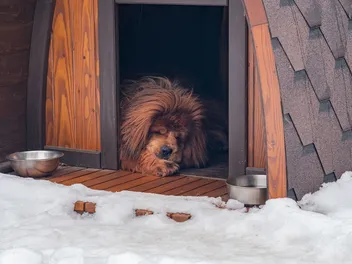 7 Best Dog Houses for Large Dogs in 2026: Reviews & Top Picks