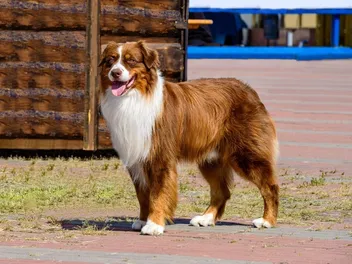 20 Border Collie Colors & Patterns (With Pictures)