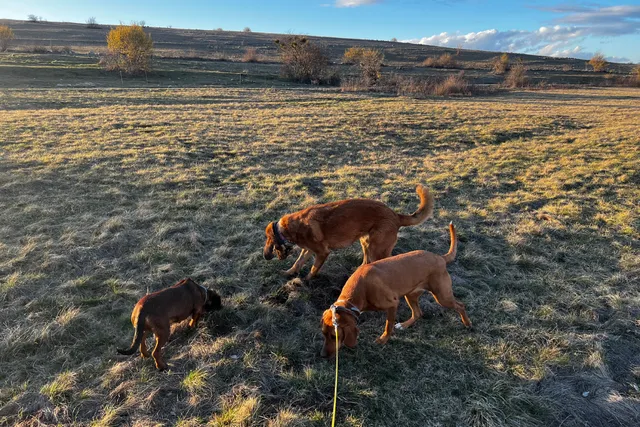 Dogs and Barking: Getting Lava, Hela & Lajka to Stop