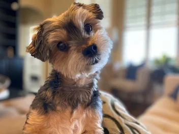 Maltipoo Yorkie Mix Dog Breed: Info, Pictures, Care & More
