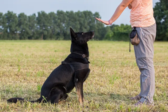 Dog Training Techniques: 7 Vet-Verified Methods & Their Differences