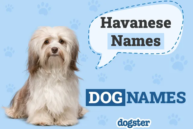 150+ Havanese Names: The Best & Most Popular in 2026
