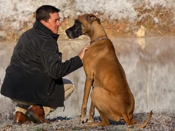 How to Train a Great Dane (15 Vet-Reviewed Expert Tips)