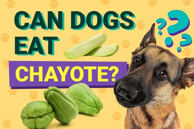 Can Dogs Eat Chayote? Vet-Verified Facts & FAQ