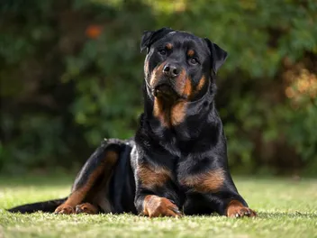 Are Rottweilers Hypoallergenic? Vet-Verified Facts & Tips