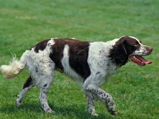 French Spaniel Dog Breed: Info, Pictures, Traits & More