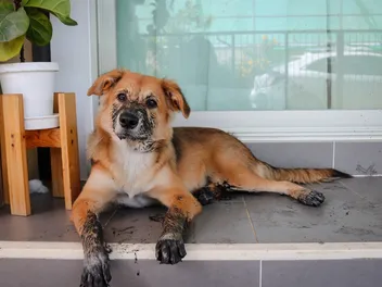 Do Dogs Like Being Dirty? Vet-Reviewed Facts & FAQ