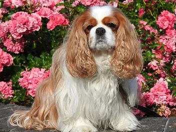 How Smart Is a Cavalier King Charles Spaniel? Canine Intelligence Explained