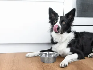 How Long Should I Wait to Take My Dog Out After Eating? Vet Verified Feeding & Bowel Schedule