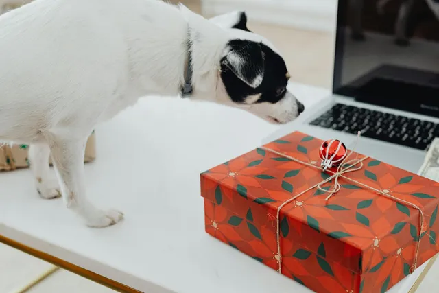13 Hanukkah Gifts for Dogs & Dog Lovers In 2026