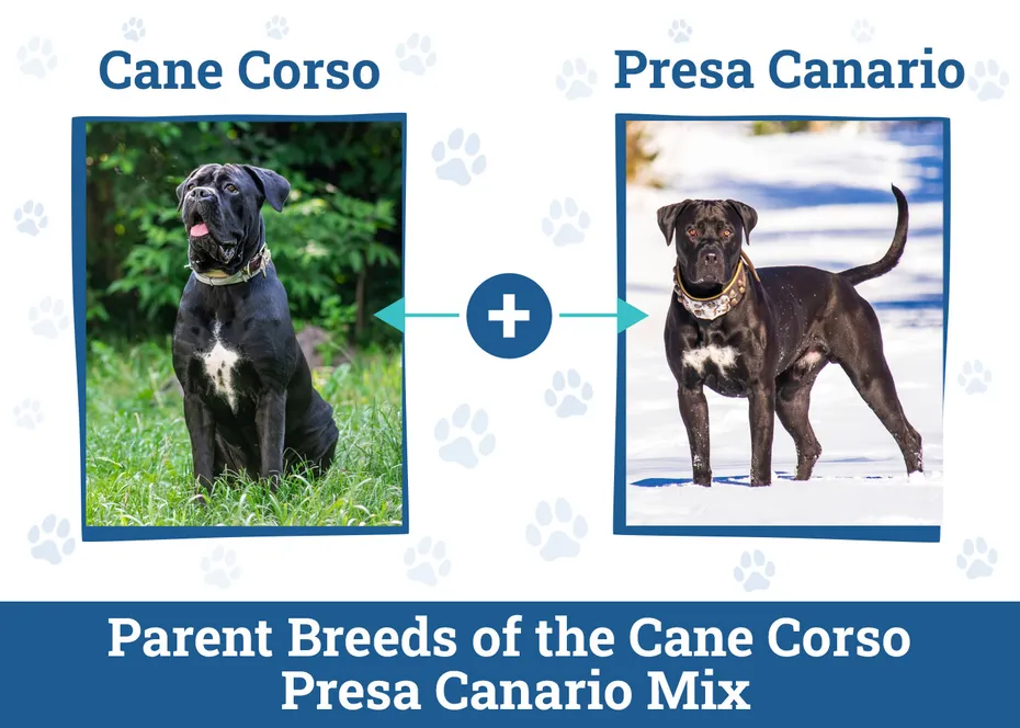 Parent Breeds of the Cane Corso Presa Canario