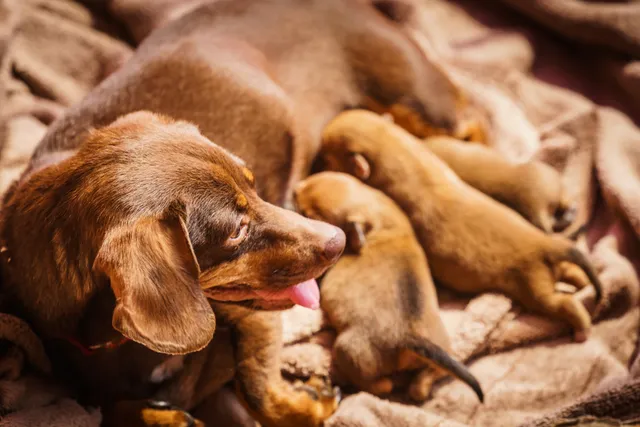 What to Feed a Mother Dog After Giving Birth: Vet-Approved Options & Tips