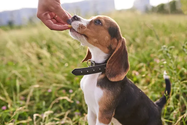 Coconut Oil Dog Treats: 7 Vet-Approved Homemade Recipes