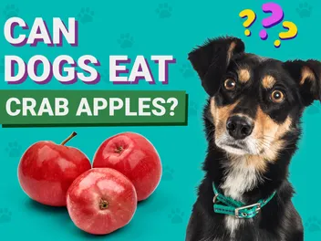 Can Dogs Eat Crab Apples? Vet-Verified Nutrition Facts, Benefits & Risks