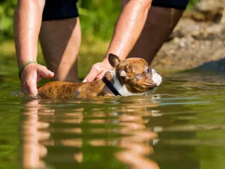 Do Boston Terriers Like to Swim? How to Help Them Enjoy the Water